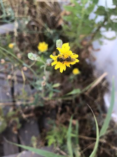 Réf. 347 313 : Halictus sp.